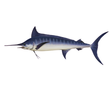 Flamingo Fishing | Flamingo fish species Flamingo Fishing | Flamingo fish species