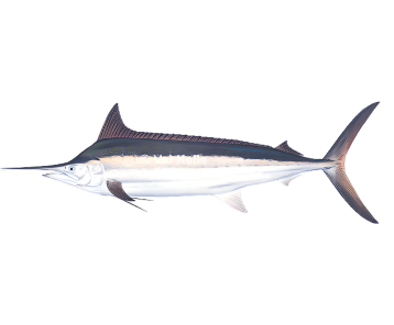 Flamingo Fishing | Flamingo fish species Flamingo Fishing | Flamingo fish species