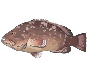 Flamingo Fishing | Flamingo fish species Flamingo Fishing | Flamingo fish species