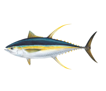 Flamingo Fishing | Flamingo fish species Flamingo Fishing | Flamingo fish species