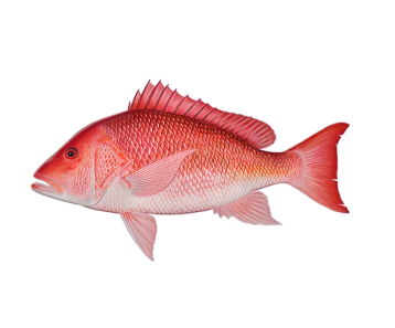 Flamingo Fishing | Flamingo fish species Flamingo Fishing | Flamingo fish species